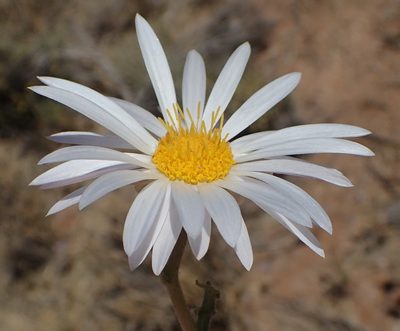 Arctotis leiocarpa, photographed by Nicola van Berkel