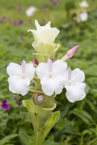 Curcuma caulina, photographed by Ramesh Shenai Jr.