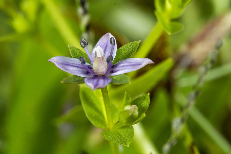 Lomatogonium minus, photographed by Ramesh Shenai Jr.