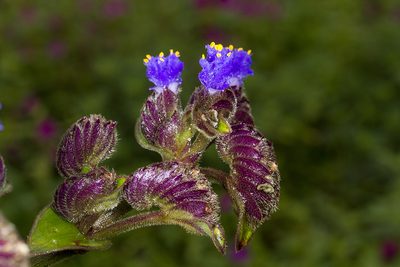 Cyanotis tuberosa, photographed by Ramesh Shenai Jr.