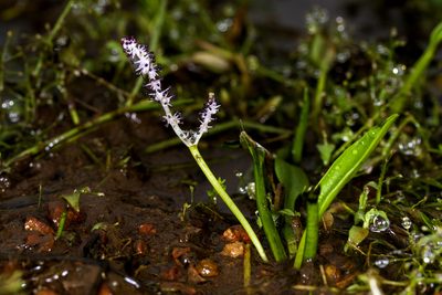 Aponogeton satarensis, photographed by Ramesh Shenai Jr.