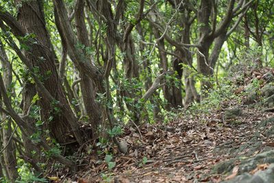 Quercus phillyreoides, photographed by harum.koh