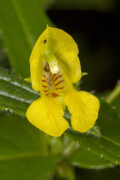 Impatiens dalzellii, photographed by Ramesh Shenai Jr.