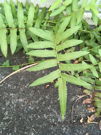 Ampelopteris prolifera, photographed by chen ying-hsiao