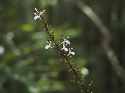 Alpinia intermedia, photographed by Cynthia Su