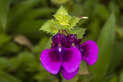 Impatiens lawii, photographed by Ramesh Shenai Jr.