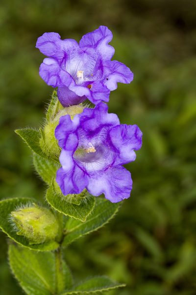 Strobilanthes sessilis, photographed by Ramesh Shenai Jr.