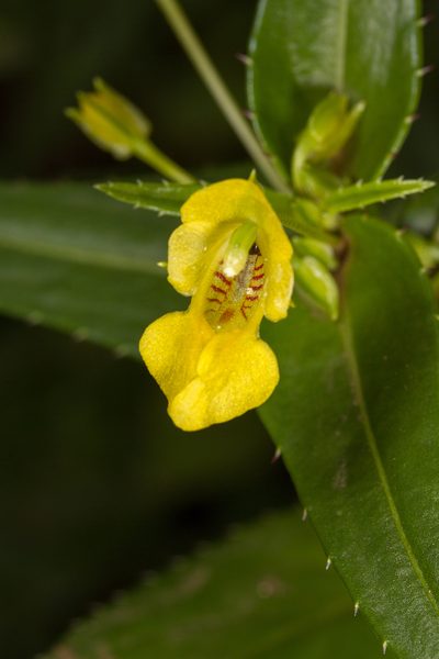 Impatiens dalzellii, photographed by Ramesh Shenai Jr.