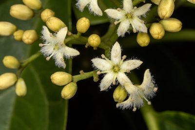 Mappia nimmoniana, photographed by Ramesh Shenai Jr.