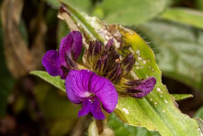 Flemingia nilgheriensis, photographed by Ramesh Shenai Jr.