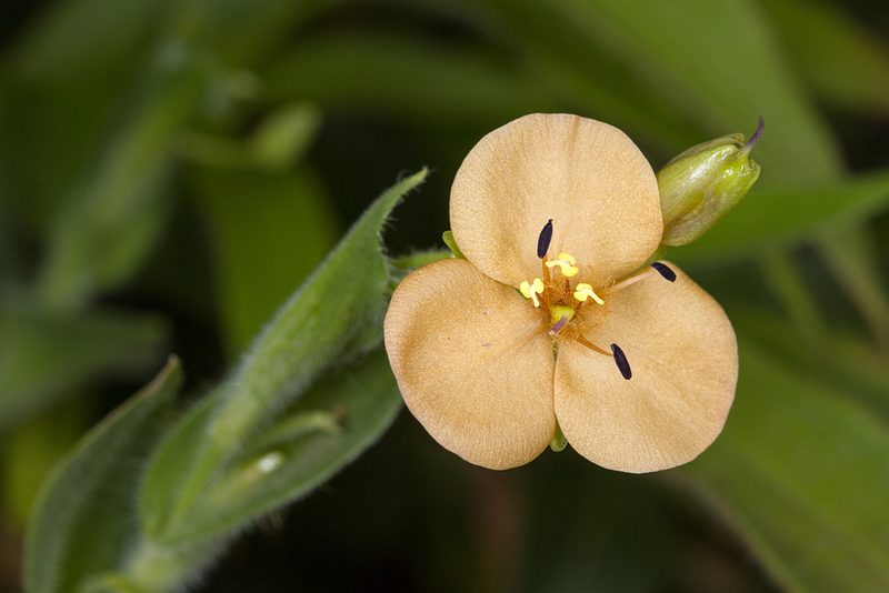 Murdannia lanuginosa, photographed by Ramesh Shenai Jr.