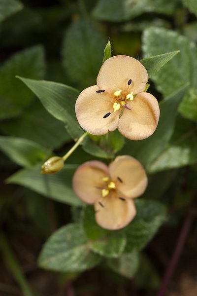 Murdannia lanuginosa, photographed by Ramesh Shenai Jr.