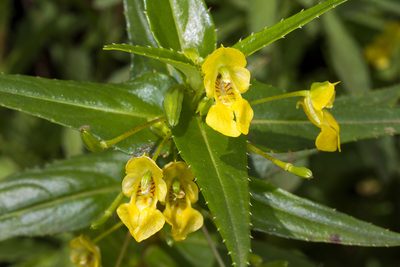 Impatiens dalzellii, photographed by Ramesh Shenai Jr.