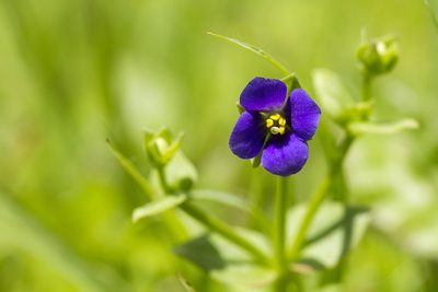 Exacum lawii, photographed by Ramesh Shenai Jr.