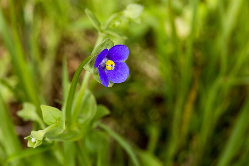 Exacum lawii, photographed by Ramesh Shenai Jr.