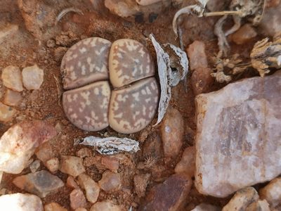 Lithops marmorata, photographed by leandra-k_89