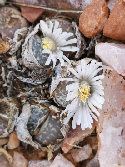 Lithops marmorata, photographed by leandra-k_89