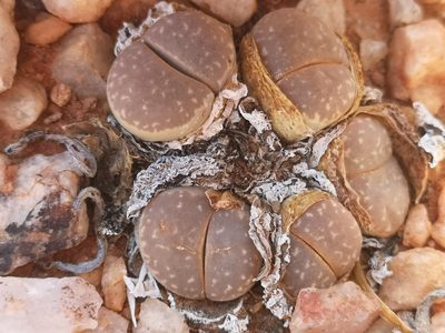 Lithops marmorata, photographed by leandra-k_89