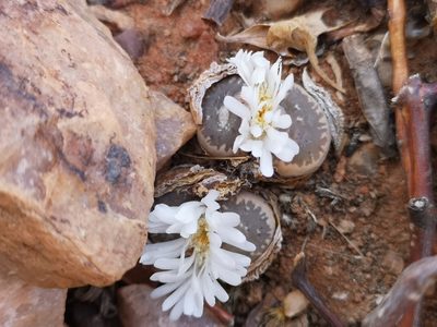 Lithops marmorata, photographed by leandra-k_89