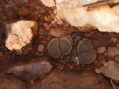 Lithops marmorata, photographed by leandra-k_89