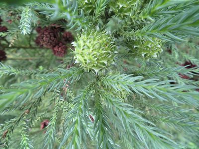 Cryptomeria japonica, photographed by Marco Mussita