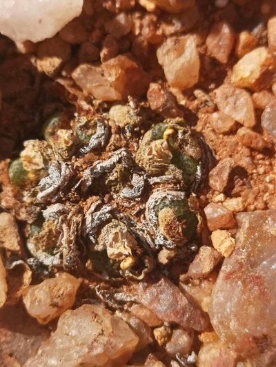 Conophytum lithopsoides, photographed by leandra-k_89