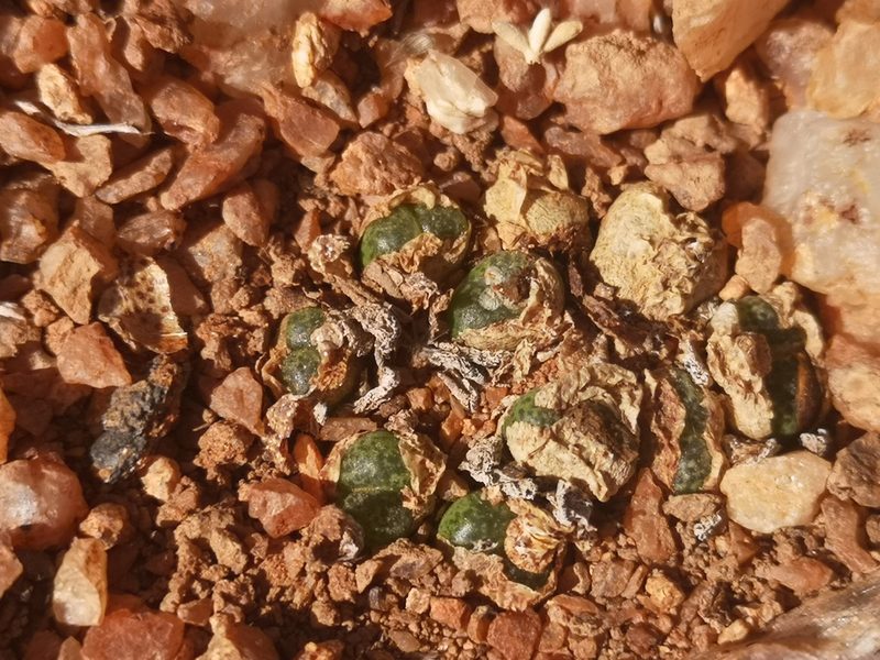 Conophytum lithopsoides, photographed by leandra-k_89