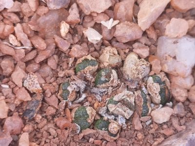 Conophytum lithopsoides, photographed by leandra-k_89