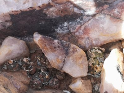 Conophytum hermarium, photographed by leandra-k_89
