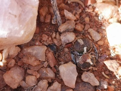 Conophytum hermarium, photographed by leandra-k_89