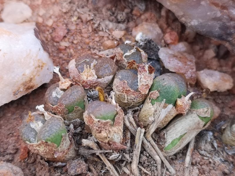 Conophytum hermarium, photographed by leandra-k_89