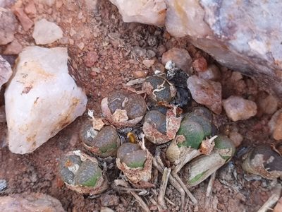 Conophytum hermarium, photographed by leandra-k_89