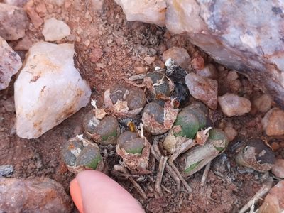 Conophytum hermarium, photographed by leandra-k_89