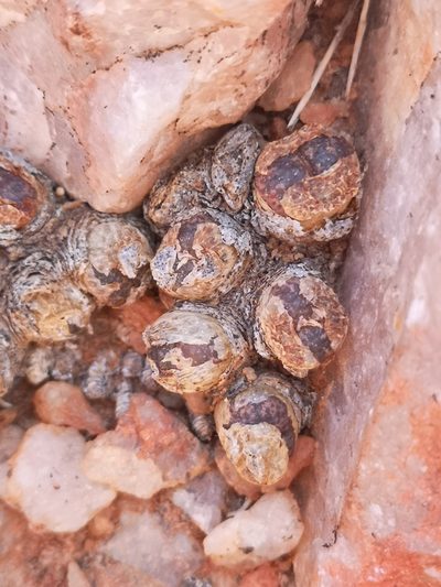 Conophytum lithopsoides, photographed by leandra-k_89