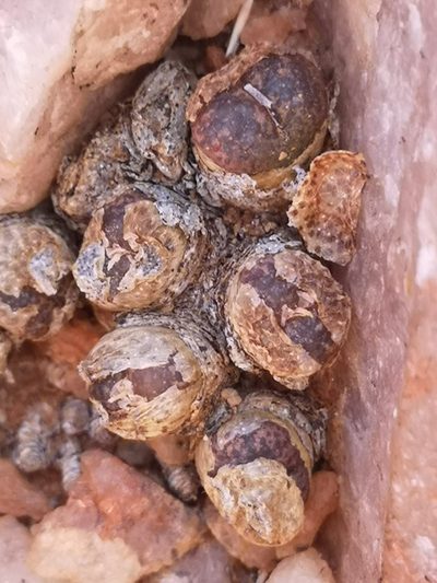 Conophytum lithopsoides, photographed by leandra-k_89