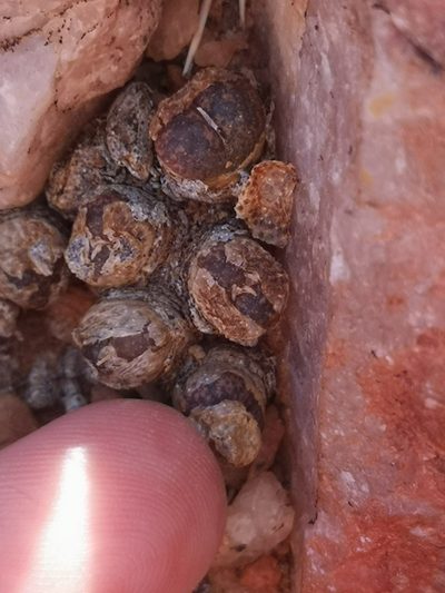 Conophytum lithopsoides, photographed by leandra-k_89
