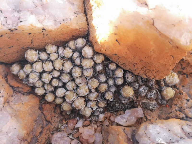 Conophytum vanheerdei, photographed by leandra-k_89