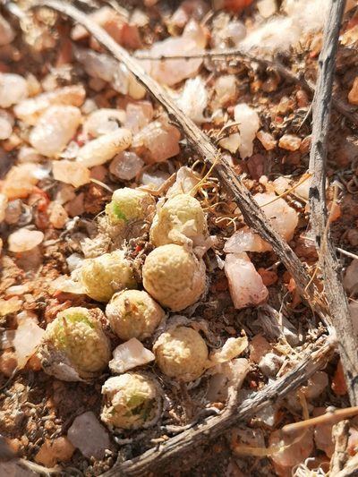 Conophytum vanheerdei, photographed by leandra-k_89