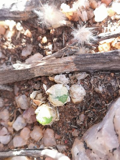 Conophytum vanheerdei, photographed by leandra-k_89