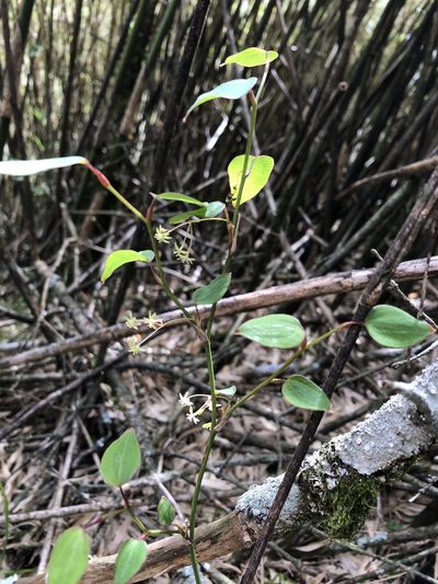 Smilax vaginata, photographed by 黃美滿