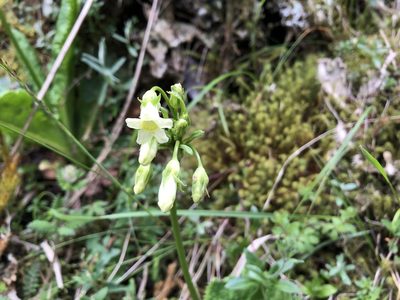 Primula miyabeana, photographed by 黃美滿