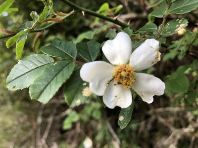 Rosa transmorrisonensis, photographed by 黃美滿