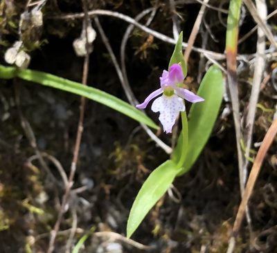 Hemipilia alpestris, photographed by 黃美滿