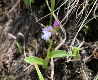 Hemipilia alpestris, photographed by 黃美滿