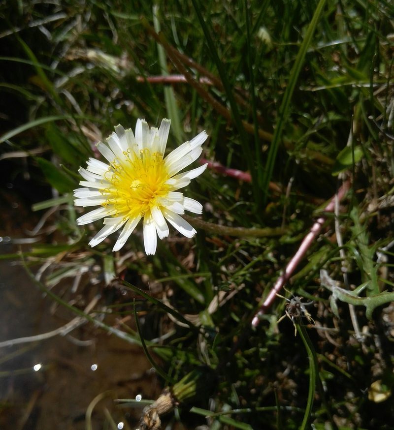 Taraxacum leucanthum, photographed by Юлия