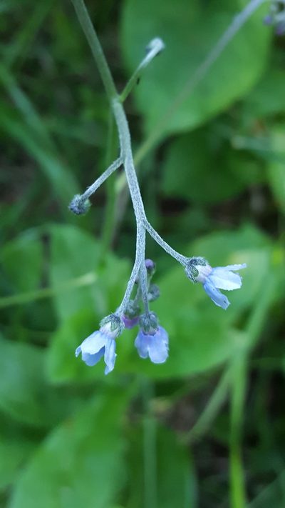 Andersonglossum boreale, photographed by Norma Malinowski