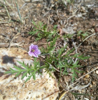 Erodium stephanianum, photographed by Юлия