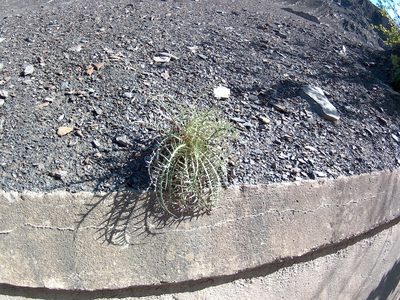 Ptilostemon echinocephalus, photographed by Михаил Орлов