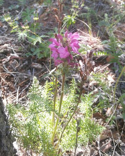 Pedicularis rubens, photographed by Юлия