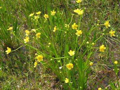 Ranunculus alismifolius, photographed by Gail A Baker